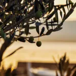Olive Oil