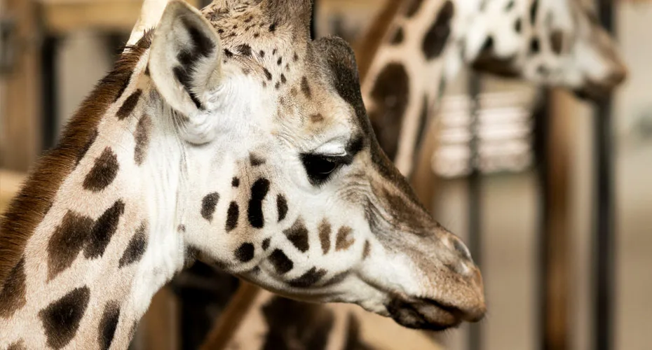 Attica Zoological Park